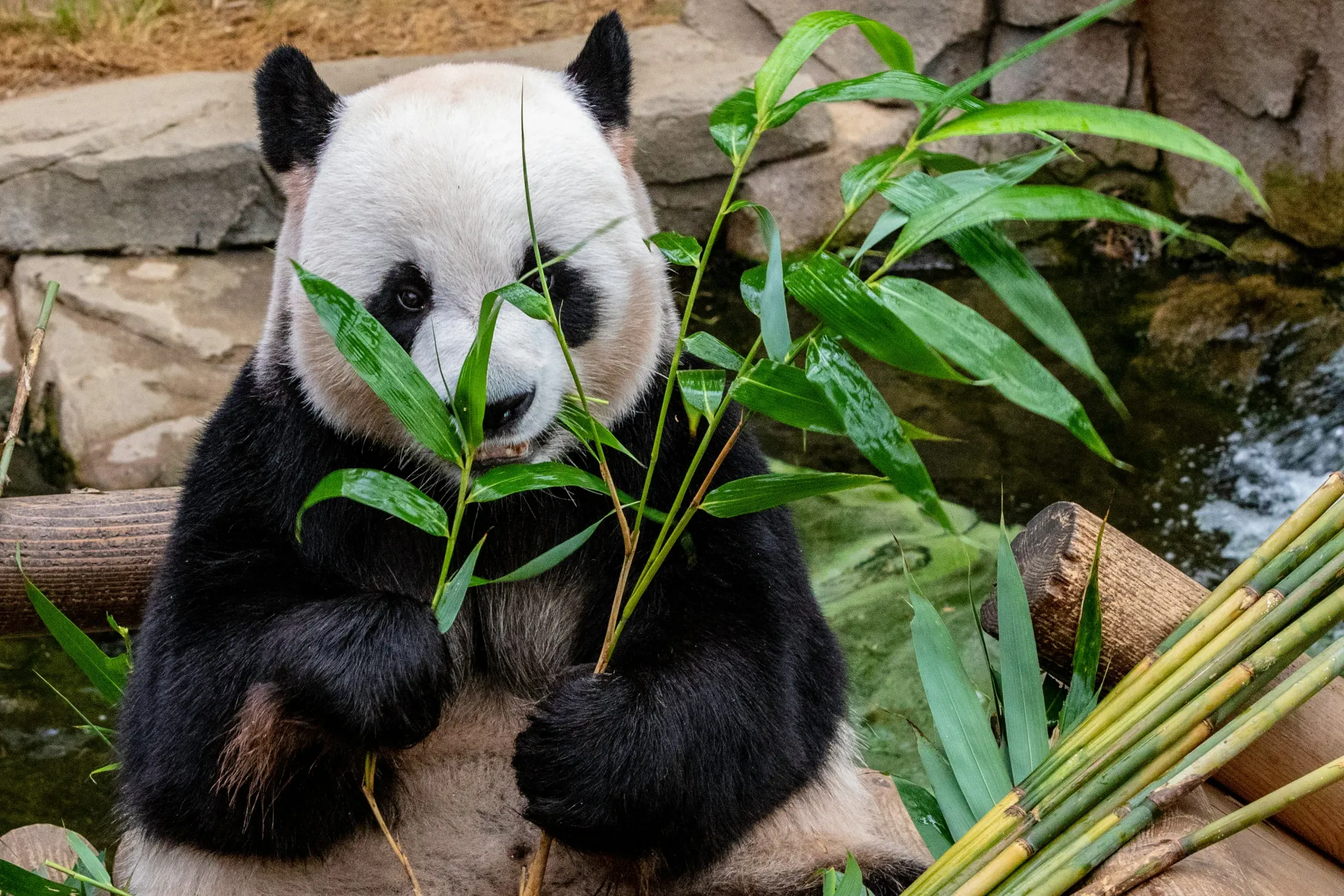 Cute Panda Eating Bamboos in Chengdu Giant Panda Breeding Base