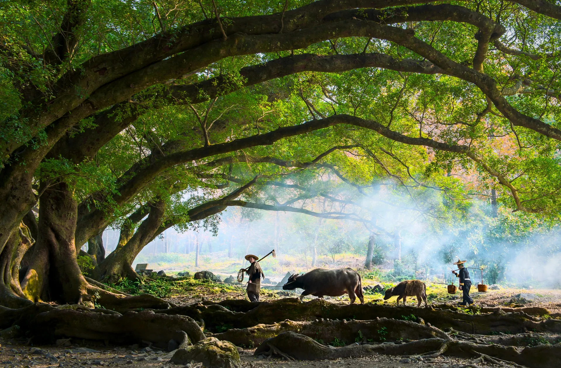The Charming Beauty of the Countryside in China